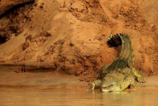 Ni&ntilde;a de 11 a&ntilde;os salta sobre un cocodrilo y le arranca los ojos para salvar a su amiga del ataque del reptil