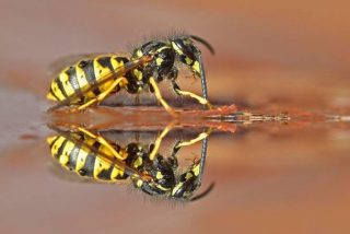 Estos avispones matan a un gu&iacute;a en Tailandia e impiden el rescate del cad&aacute;ver durante 4 d&iacute;as 