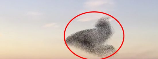Rapaces: As&iacute; 'hipnotiza' el halc&oacute;n a toda una bandada de estorninos