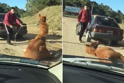 As&iacute; fue el brutal maltrato a este caballo: lo arrastran atado con su coche hasta que cae desplomado