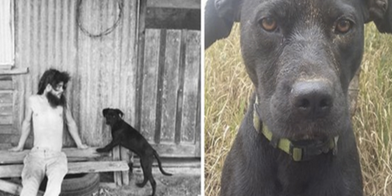 Australia se vuelca para ayudar a salvar a este perrito perdido tras la muerte de su due&ntilde;o