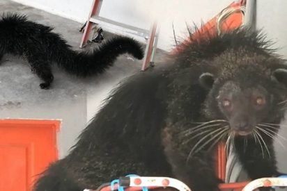 Descubren a este extra&ntilde;o animal que parece a la vez un gato y un oso y lo atrapan tent&aacute;ndolo con pl&aacute;tanos