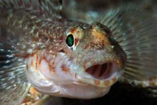 La pelea 'a escupitajos' de este par de peces tiene fascinados a los troles de internet