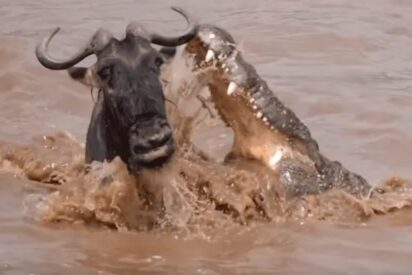 As&iacute; evita este listo &ntilde;u la mortal boca de un cocodrilo tonto