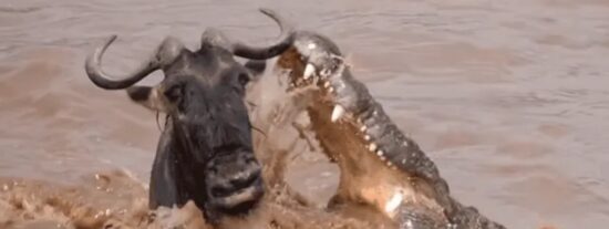 As&iacute; evita este listo &ntilde;u la mortal boca de un cocodrilo tonto