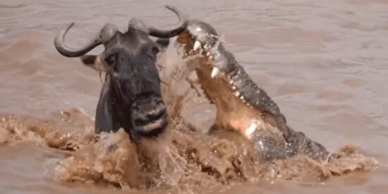 As&iacute; evita este listo &ntilde;u la mortal boca de un cocodrilo tonto