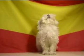 Espa&ntilde;a: Este perro es m&aacute;s patriota que la cabra de la Legi&oacute;n