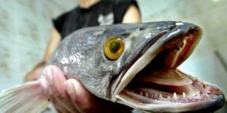 'Cabeza de Serpiente': el terror&iacute;fico pez que respira fuera del agua y amenaza nuestro ecosistema