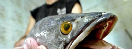 'Cabeza de Serpiente': el terror&iacute;fico pez que respira fuera del agua y amenaza nuestro ecosistema