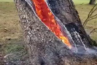 Este &aacute;rbol arde desde el interior de su tronco tras ser golpeado por un rayo