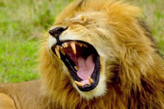 Este enorme le&oacute;n aterroriza a un fot&oacute;grafo con un rugido fuerte y luego "se r&iacute;e" de &eacute;l