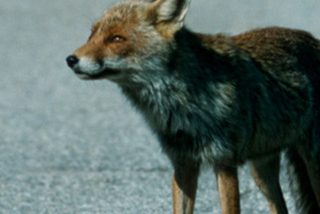 Este zorro se mete en la pista de aterrizaje instantes antes del despegue y el Boeing roza la tragedia