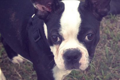 Los emotivos carteles de un ni&ntilde;o conmueven a la Red y le ayudan a recuperar a su perro robado