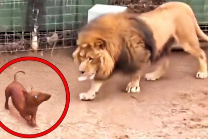 &iquest;Amistad Animal?: meten al perro en la jaula del le&oacute;n y lo que pasa deja a todos patidifusos