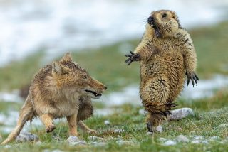 Fot&oacute;grafo de Vida Silvestre 2019: el encuentro mortal entre un zorro y una marmota