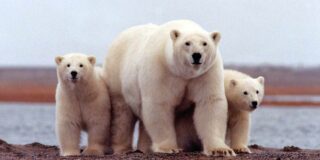 Oso polar con sus cachorros