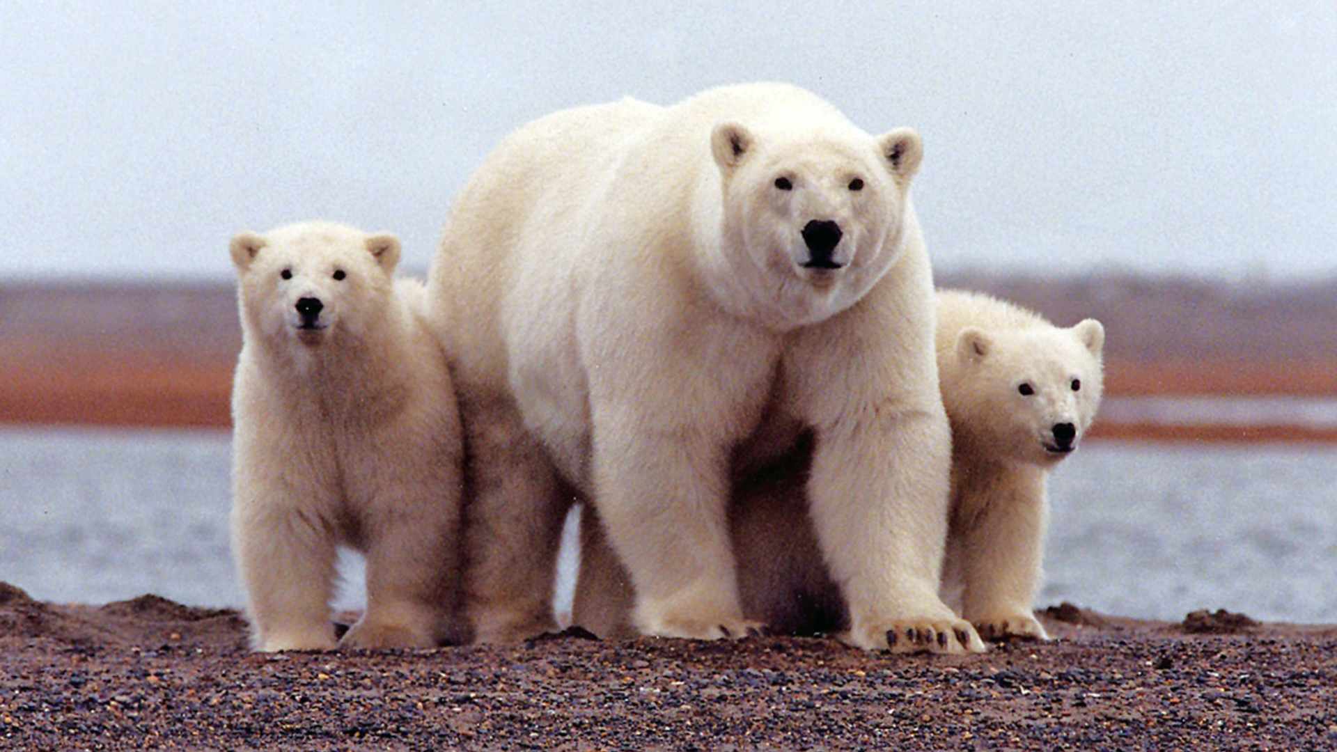 Oso polar con sus cachorros
