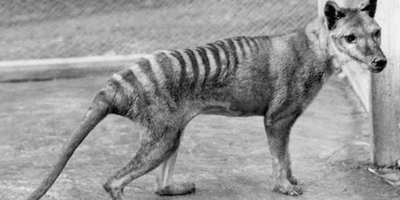 Pese a estar extinto desde 1936, el tigre de Tasmania ha sido visto ocho veces