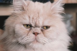 Vicios Virales: un masaje er&oacute;tico con gato persa