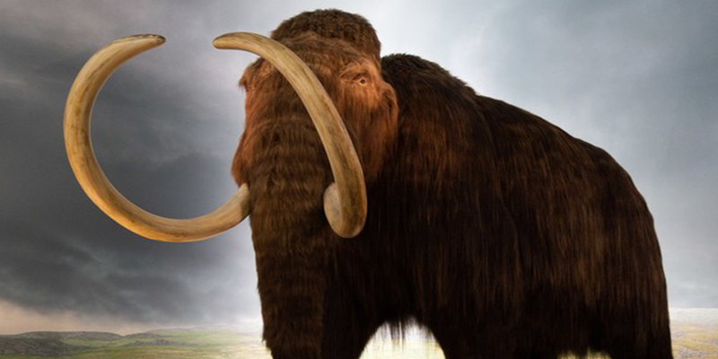 Descubren el lugar en que se extinguieron los últimos mamuts lanudos