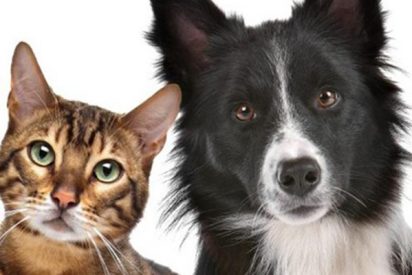 Gatos y perros
