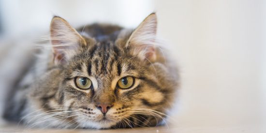 &iquest;A qu&eacute; no adivinas que miran tan fijamente los gatos?