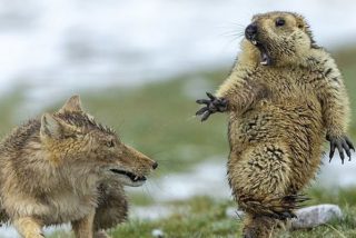 &iexcl;No me toques!: Esta marmota sorprendida por un zorro, mejor foto de fauna salvaje 2019