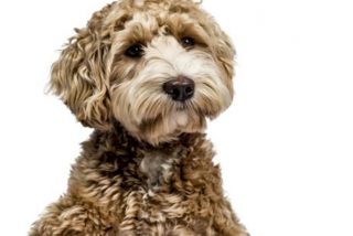 &iquest;Sabes qu&eacute; el 'creador' del perro labradoodle lamenta haber hecho "un Frankenstein&rdquo;?