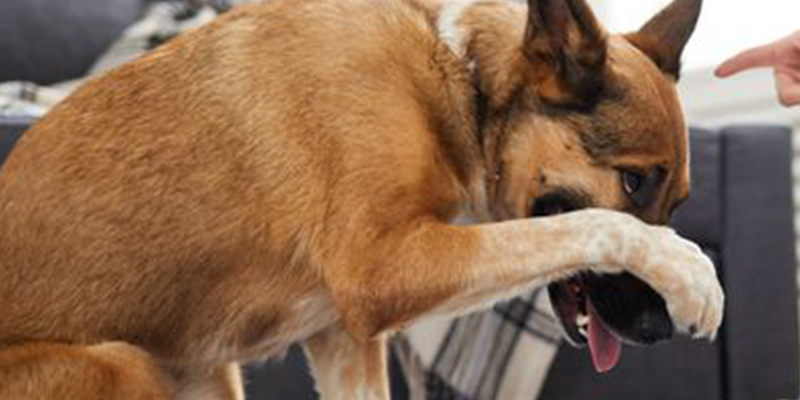 &iquest;Sabes por qu&eacute; pegar a tu perro es siempre una muy mala idea?