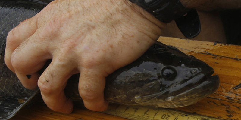 &iquest;Sabes por qu&eacute; salieron del agua los peces carn&iacute;voros capaces de sobrevivir en tierra que 'invadieron' EE.UU.?