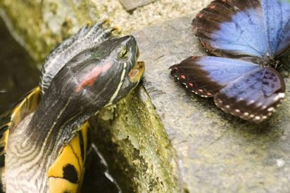 &iquest;Sab&iacute;as que la cotorra argentina no es la &uacute;nica nociva?: estas son las especies invasoras que colonizan Espa&ntilde;a