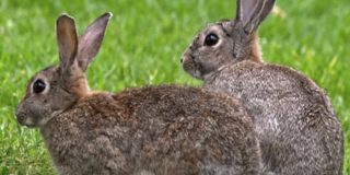 Por primera vez, el conejo es incluido en la lista de especies en peligro de extinci&oacute;n