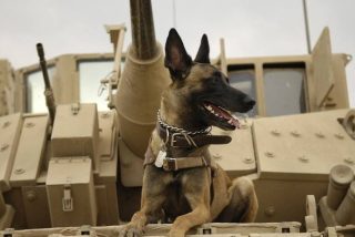 &iquest;Sab&iacute;as que la participaci&oacute;n de este perro malinois en la operaci&oacute;n contra Al Baghdadi ha disparado la demanda de esta raza?