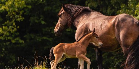 Este caballo regres&oacute; a una zona incendiada de California para salvar a su familia 