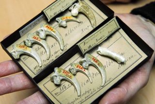 Descubren en Espa&ntilde;a "el &uacute;ltimo collar de los neandertales", hecho de garras de &aacute;guila