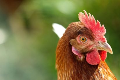 V&iacute;deo viral: Un futbolista croata mata a una gallina de una patada y le sacan la tarjeta roja