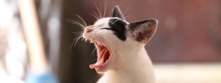 Gato