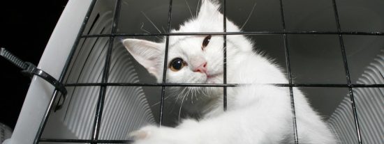 As&iacute; fue el ingenioso plan de un hombre al que una aerol&iacute;nea le prohibi&oacute; viajar con su gato en cabina por estar muy gordo