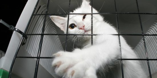 As&iacute; fue el ingenioso plan de un hombre al que una aerol&iacute;nea le prohibi&oacute; viajar con su gato en cabina por estar muy gordo