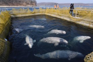 La pol&eacute;mica 'c&aacute;rcel de ballenas' en el lejano oriente ruso libera a todas las belugas y orcas que ten&iacute;an cautivas