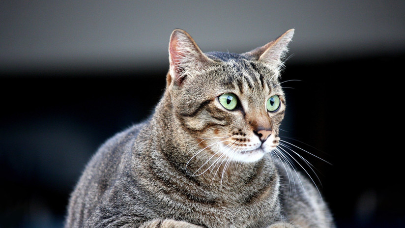 Este gato gordo que enga&ntilde;&oacute; a una aerol&iacute;nea se convierte en una estrella de la Red