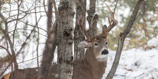 Descubren a este ciervo de tres cuernos en EE.UU.
