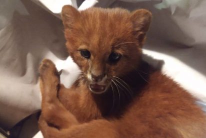 Una chica rescata y cr&iacute;a a un felino creyendo que era un gato, pero en realidad era un depredador salvaje