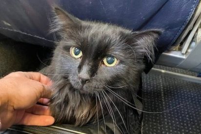 Este gato desaparecido se reencuentra con su due&ntilde;o despu&eacute;s de 5 a&ntilde;os y 2.000 kil&oacute;metros de recorrido