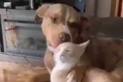 El oscuro objetivo tras esta efusiva muestra de cari&ntilde;o entre un perro y un gato se hace viral