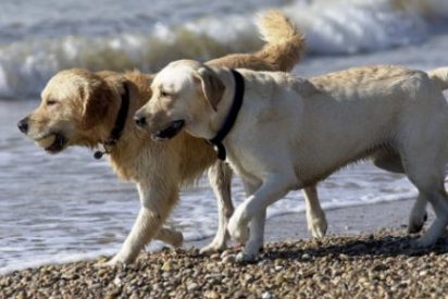 &iexcl;Oferta de trabajo!: 35.000 euros por cuidar de dos perros, con casa incluida