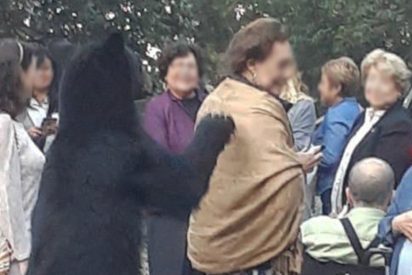 V&iacute;deo viral: Este oso 'amoroso' se acerca a una mujer para acariciarle el pelo y conquista corazones