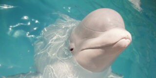 El hombre y la beluga juegan con una pelota de rugby