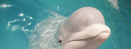 El hombre y la beluga juegan con una pelota de rugby