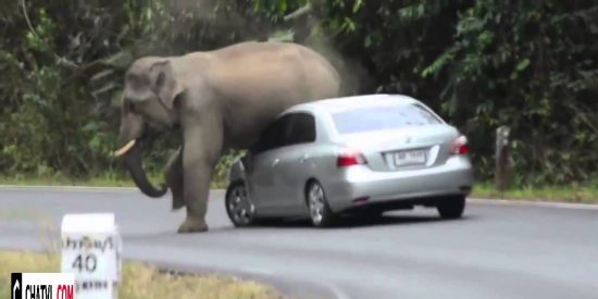 V&iacute;deo Viral: el elefante furioso aplasta un coche con los turistas dentro